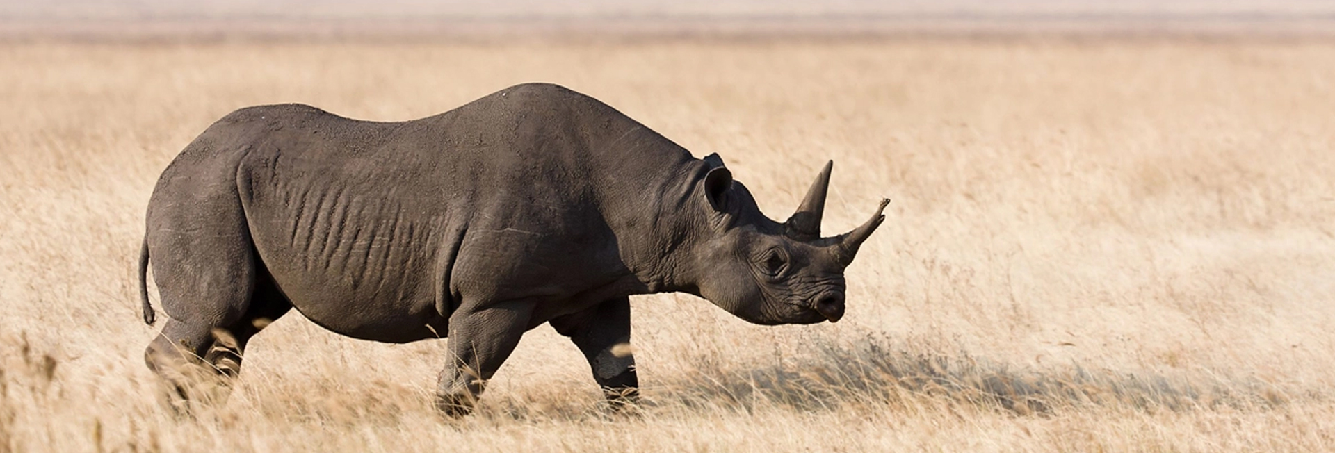 Ngorongoro crater