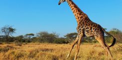 giraffe-serengeti