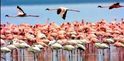 lake-manyara1