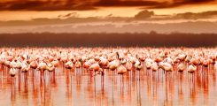 lakemanyara3