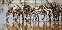 zebra-serengeti-wildlife